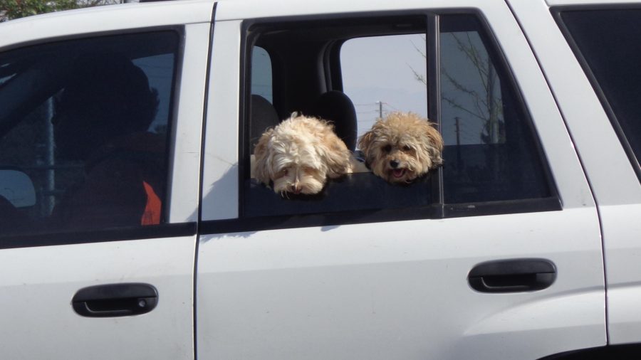 SUVs dogs transfer rego