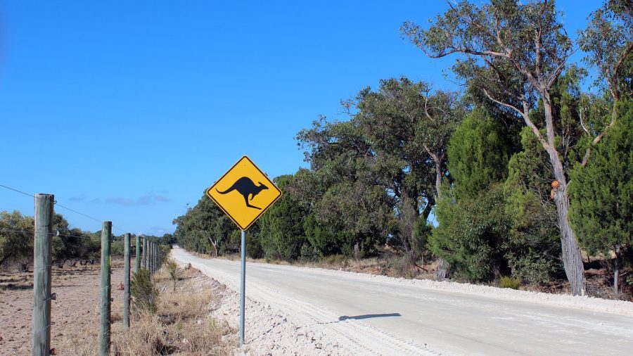 rural roads wildlife