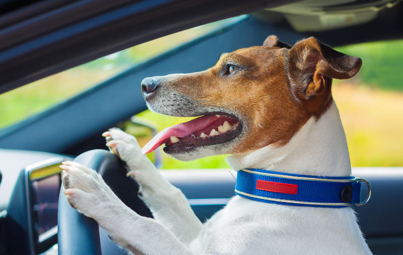 driving skills your dog