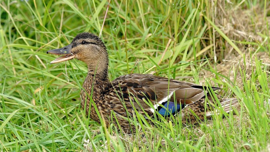 quack wildlife